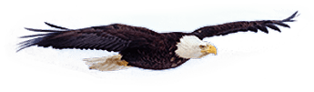 Wings Fund