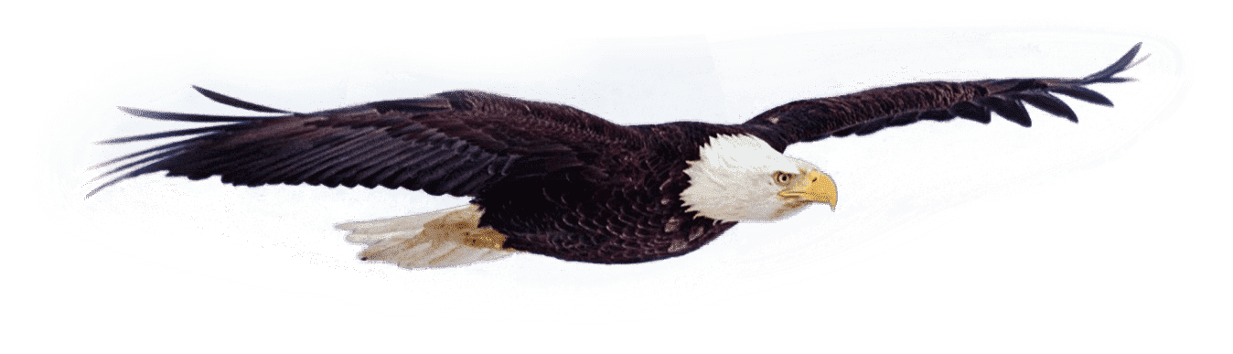 Wings Fund